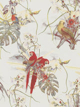 John Lewis Galerie Exotic Parrot Wallpaper 10.05m x 53cm- Buy online at McGrocer
