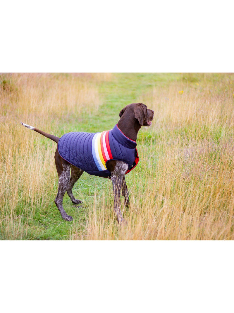 Joules dog coat rainbow stripe multi, UK version