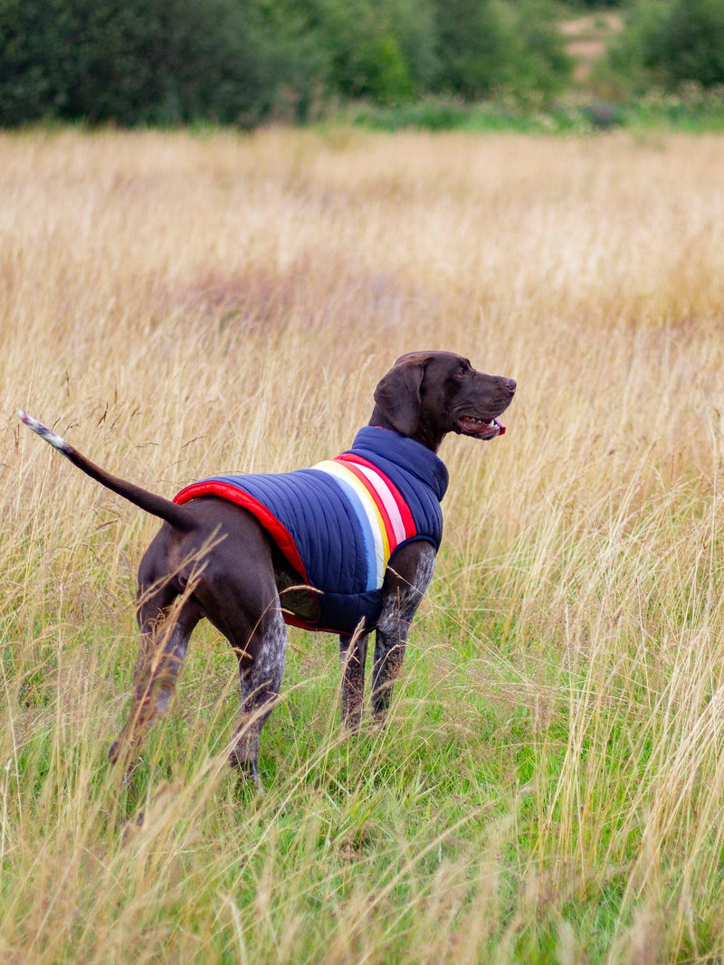 Joules dog coat rainbow stripe multi, UK version