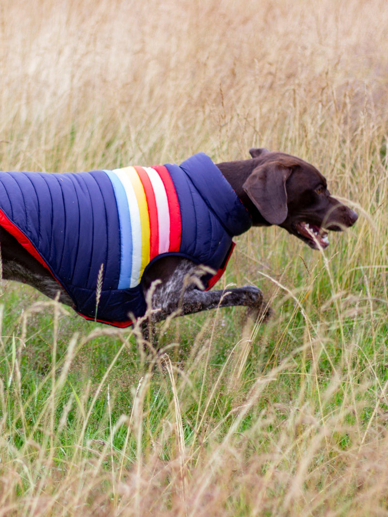 Joules dog coat rainbow stripe multi, UK version