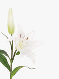 Floralsilk artificial lily in white with wired stem - British product