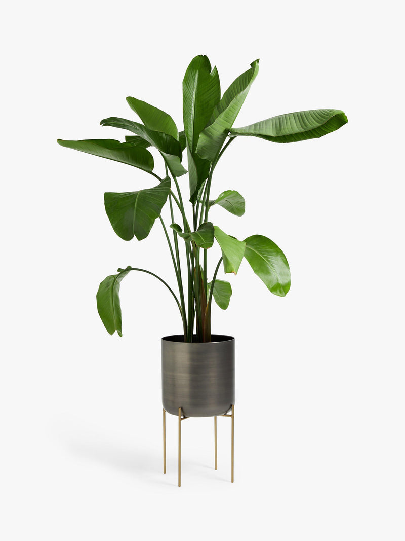 John Lewis large indoor iron planter grey brass stand, imported from the UK