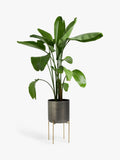 John Lewis large indoor iron planter grey brass stand, imported from the UK
