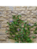 Ivyline Honeycomb Garden Wall Trellis 84 x 62cm, imported from the UK