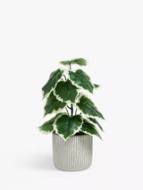 John Lewis John Lewis Artificial Variegated Fig Plant Green Grey Cement Pot- Buy online at McGrocer