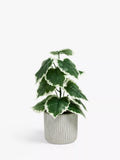 John Lewis Artificial Fig Plant Green Grey, UK version