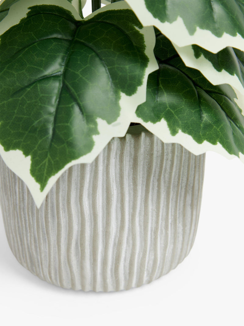 John Lewis Artificial Fig Plant Green Grey, UK version