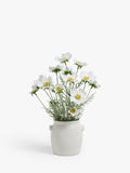 John Lewis artificial cosmos white green ceramic pot, UK version