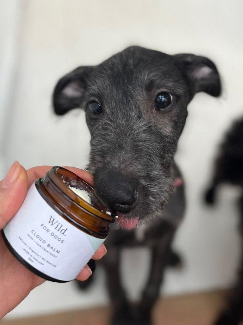 Wild For Dogs nose and paw treatment balm 60ml (British brand)