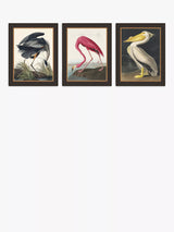 John Lewis John Lewis John James Audubon Birds Framed Print Set of 3, 47 x 37cm, Multi- Buy online at McGrocer