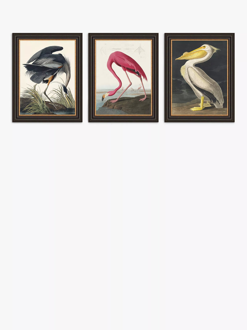 John Lewis Audubon birds framed print set 47x37cm - British product