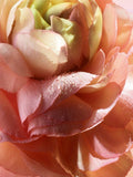 Lancôme rose eau de parfum with centifolia and damascena, 100ml, UK version