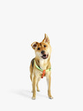 Florence By Mills AppleSkin Leather Dog Harness Green - British product