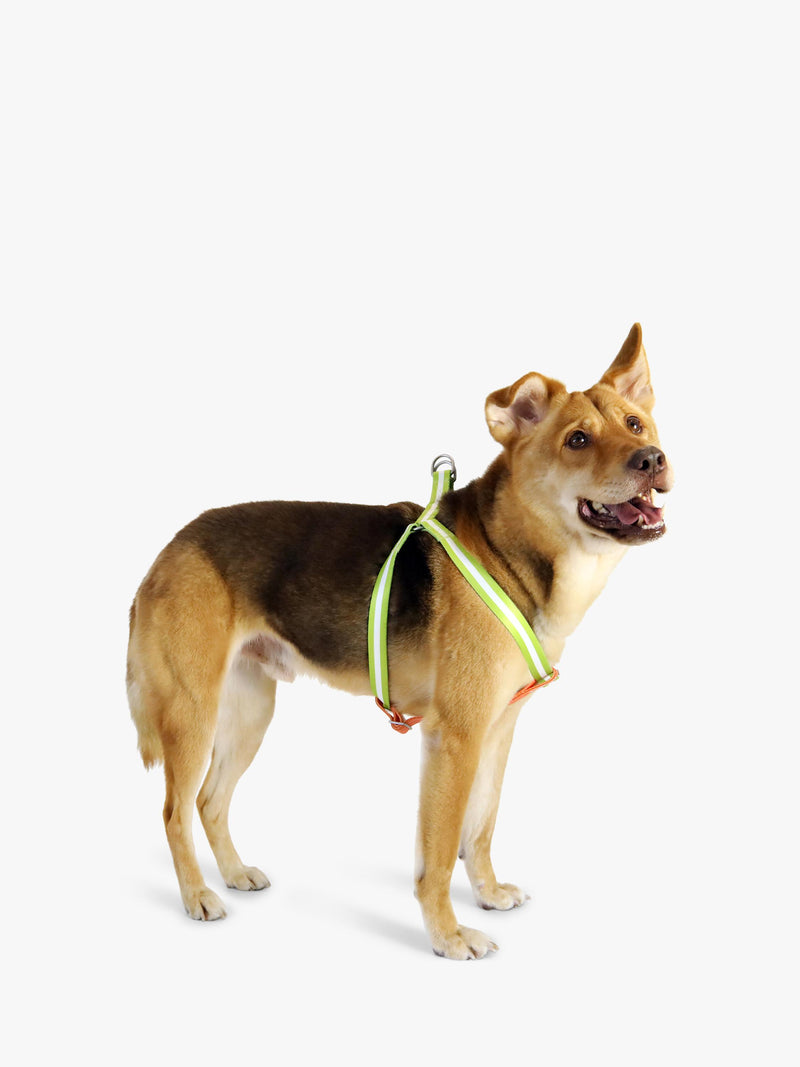 Florence By Mills AppleSkin Leather Dog Harness Green - British product