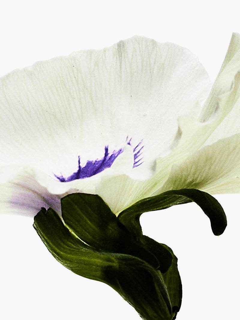 LOEWE Agua Drop eau de parfum 100ml (British brand)