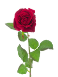 Floralsilk artificial velvet rose 71cm red (British brand)