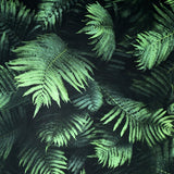 Arthouse fern green wallpaper, UK version