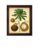 John Lewis Brookpace Lascelles Coconut Palm Framed Print Green/Cream 50 x 40cm- Buy online at McGrocer