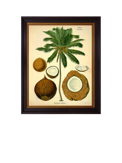 John Lewis Brookpace Lascelles Coconut Palm Framed Print Green/Cream 50 x 40cm- Buy online at McGrocer