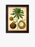 Brookpace Lascelles Coconut Palm framed print, 50 x 40cm - British product