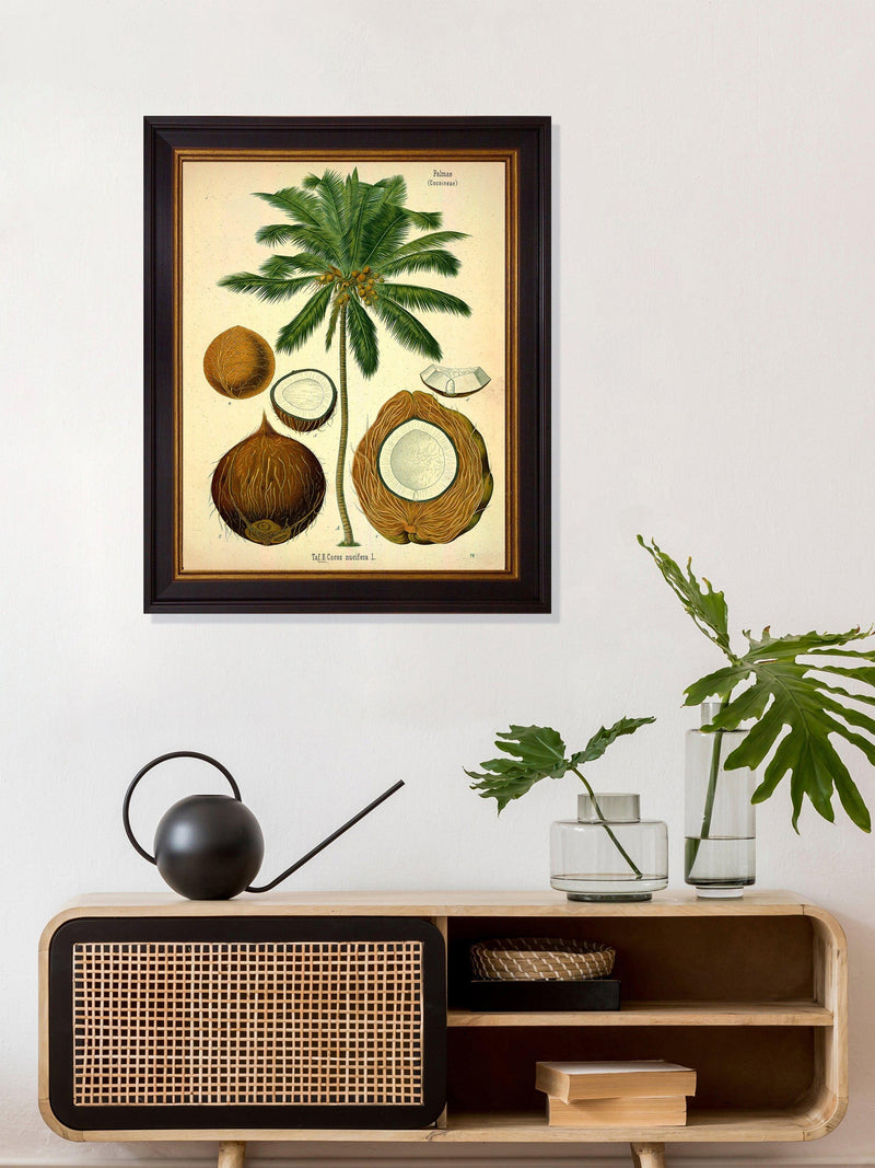 Brookpace Lascelles Coconut Palm framed print, 50 x 40cm - British product
