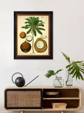 Brookpace Lascelles Coconut Palm framed print, 50 x 40cm - British product