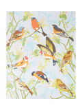 Natural History Museum Garden Birds paint by numbers kit - British product