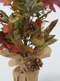 John Lewis green pumpkin tree in pot H60cm, UK version