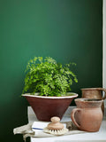 The Little Greene Paint Company Absolute Matt Emulsion Strong Greens Interior Wall Paint 2.5L