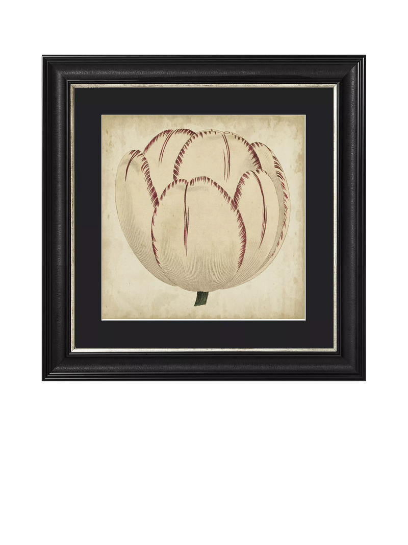 Brookpace Lascelles Pop Floral I framed print 49x49cm, imported from the UK