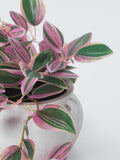 John Lewis artificial Tradescantia plant H23cm, imported from the UK