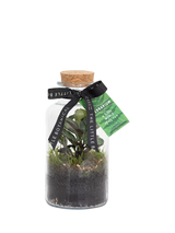 John Lewis The Little Botanical Glass Terrarium 12cm- Buy online at McGrocer