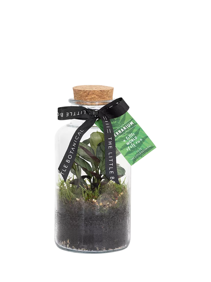 The Little Botanical glass terrarium botanical display 12cm (British brand)