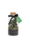 The Little Botanical glass terrarium botanical display 12cm (British brand)