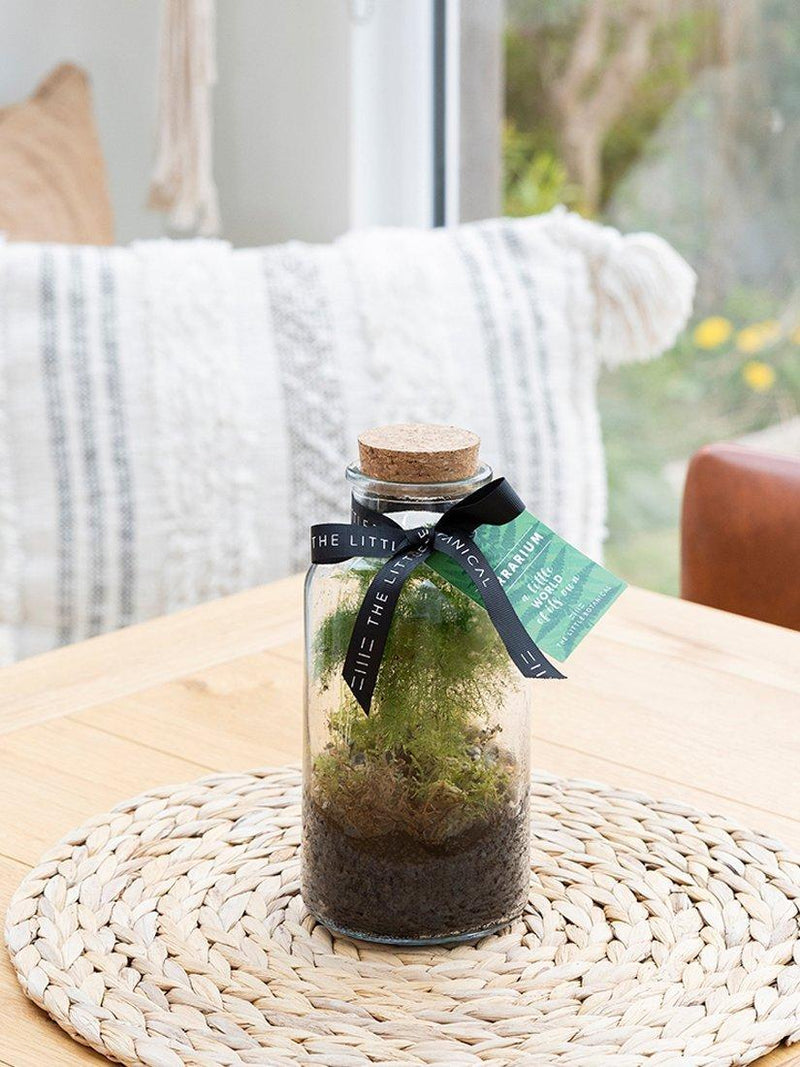 The Little Botanical glass terrarium botanical display 12cm (British brand)