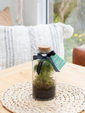The Little Botanical glass terrarium botanical display 12cm (British brand)