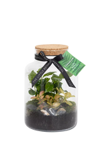 John Lewis The Little Botanical Glass Terrarium 17cm- Buy online at McGrocer