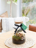 The Little Botanical glass terrarium 17cm (British brand)