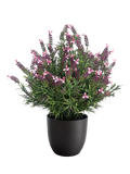 Vistafolia Outdoor Artificial Lavender Bush H75cm, UK version