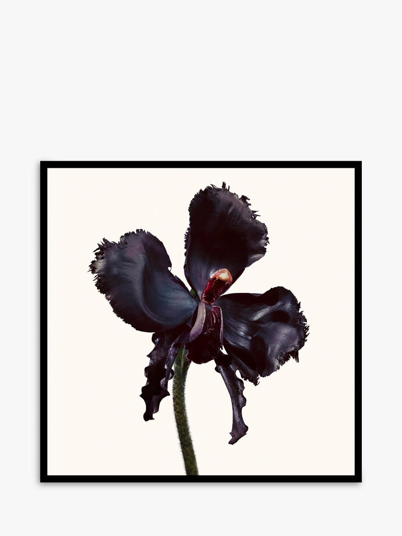 TOM FORD Black Orchid Reserve Parfum 100ml, UK version