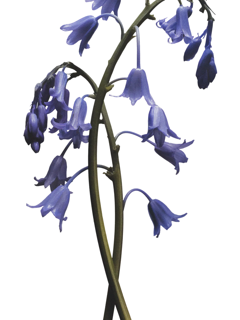 Jo Malone London Wild Bluebell Hair Mist 30ml, UK version