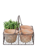 Fallen Fruits 4 terracotta plant pots in wire basket (British brand)