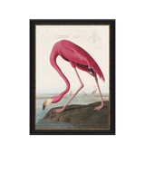 John Lewis John Lewis John James Audubon 'American Flamingo' Framed Print, 77 x 57cm- Buy online at McGrocer