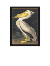 John Lewis John Lewis John James Audubon White Pelican Framed Print, 77 x 57cm- Buy online at McGrocer