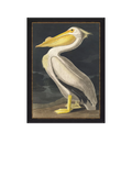 John Lewis White Pelican framed print 77x57cm (British brand)