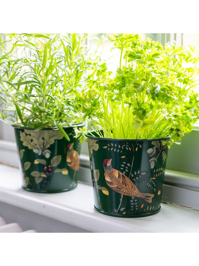 Burgon & Ball RHS Woodland Wonders herb pots set, UK version
