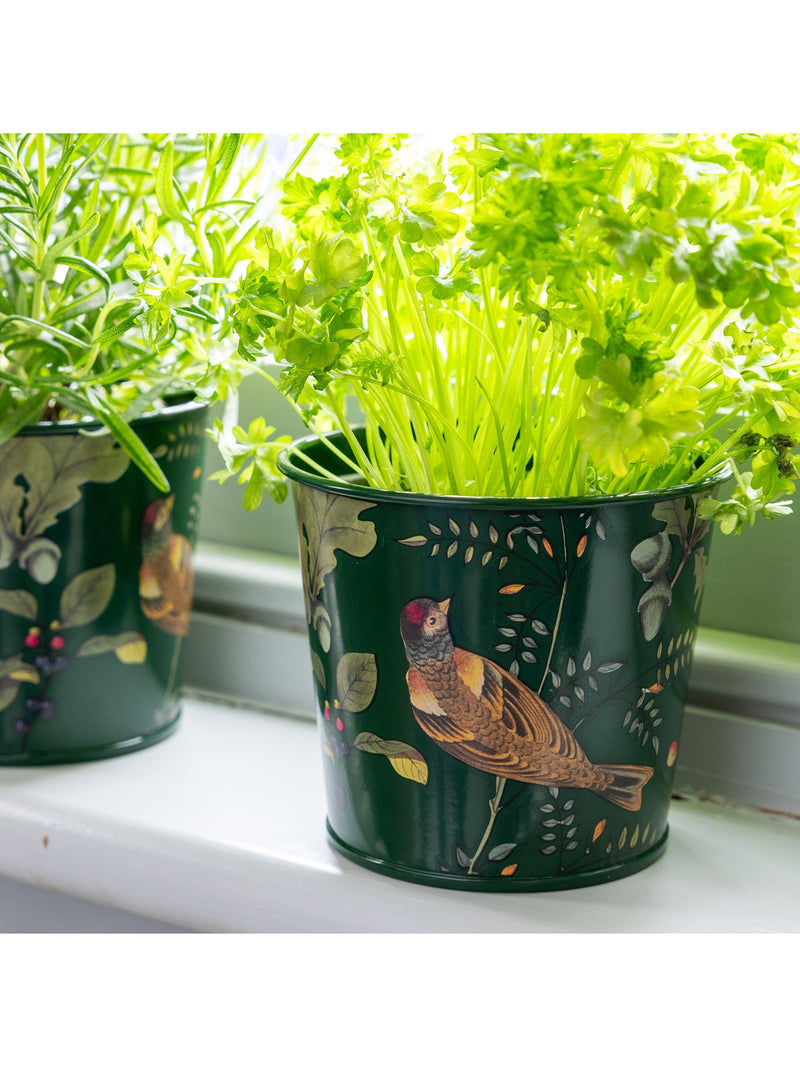 Burgon & Ball RHS Woodland Wonders herb pots set, UK version