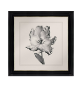 John Lewis Brookpace Lascelles 'Tulip I' Framed Print, Black/White, 59 x 49cm- Buy online at McGrocer
