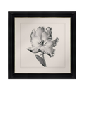 Brookpace Lascelles Tulip I framed print 59x49cm - British product