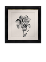 John Lewis Brookpace Lascelles Tulip II Framed Print 59 x 49cm Black/White- Buy online at McGrocer